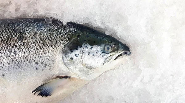 Congelamento Salmão Fresco Gelo Para Venda Mercado Peixe Supermercado Com — Fotografia de Stock