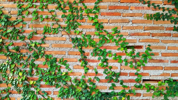 Zelená Réva Břečťan Liana Horolezec Nebo Popínavý Porost Rostlin Cihlové — Stock fotografie