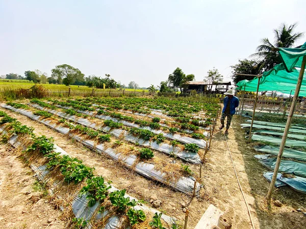 Granja Fresa Orgánica Jardín Con Jardinero Verificando Ambiente Crecimiento Árboles — Foto de Stock