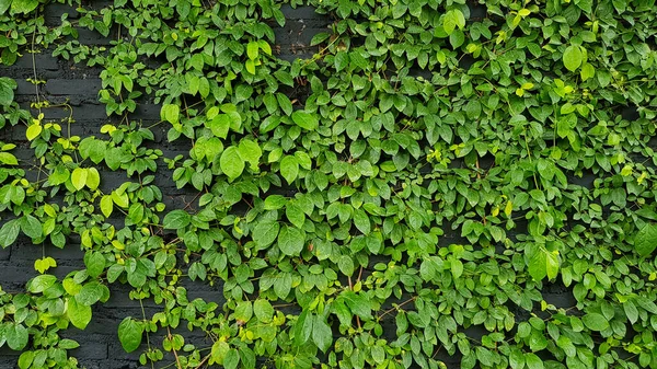 Zelené Listy Vzor Vinná Réva Plíživé Rostliny Růst Zdi Pro — Stock fotografie
