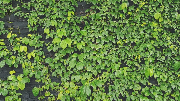 Zelené Listy Vzor Vinná Réva Plíživé Rostliny Růst Zdi Pro — Stock fotografie