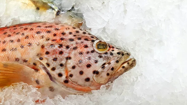 Grouper Congelamento Gelo Para Venda Mercado Peixe Supermercado Com Espaço — Fotografia de Stock