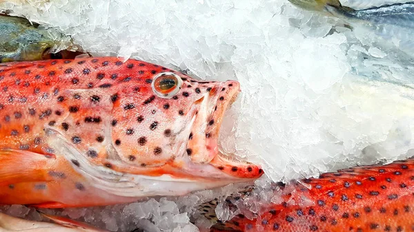 Frische Zackenbarsche Frieren Auf Eis Zum Verkauf Auf Dem Fischmarkt — Stockfoto