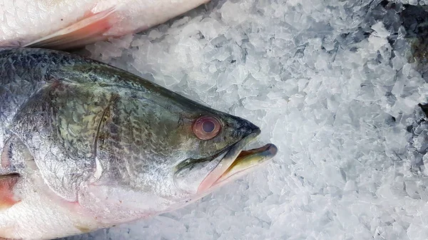 Nahaufnahme Frischer Asiatischer Seebass Riesenseeaal Barramundi Oder Silberseefische Die Auf — Stockfoto