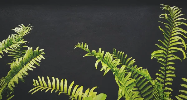 양치류는 콘크리트 배경에 빈티지 복제품 잎입니다 벽지에 식물이 자라고 개념에 — 스톡 사진