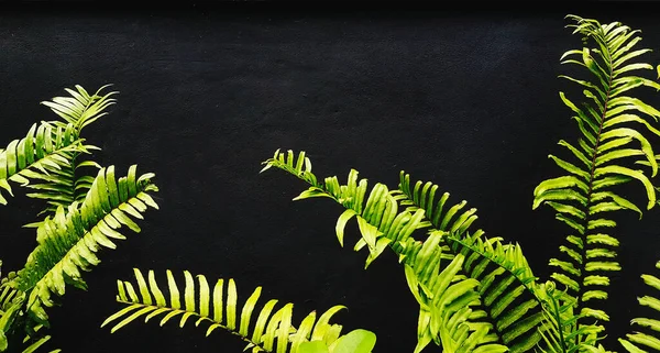 페론은 콘크리트 배경에 공간을 떠난다 벽지에 식물이 자라고 개념에 장식용 — 스톡 사진