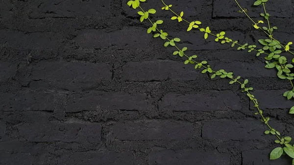 Zelená Réva Plazící Rostlina Pozadí Černé Cihlové Zdi Kopírovacím Prostorem — Stock fotografie
