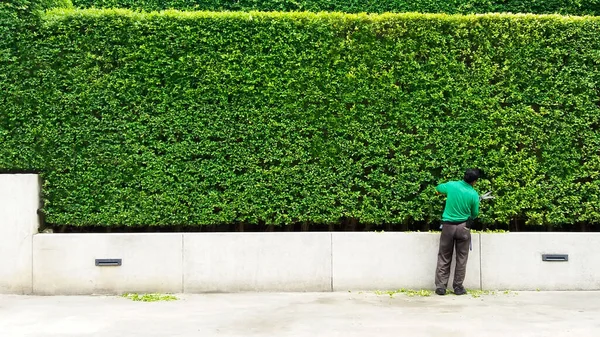 Gärtner Mann Schneidet Und Dekoriert Ast Von Baum Und Einige — Stockfoto