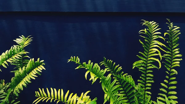 그림자가 과푸른 여과기에 복사용 양치식물 — 스톡 사진