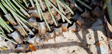 Çamurda hazırlanmak için siyah plastik torba içindeki birçok mangrov ağacı fidanı orman yetiştirir ya da pazara satar..