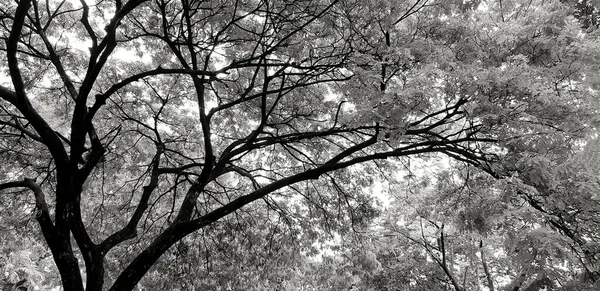 Ramo Bonito Árvore Com Folhas Para Fundo Jardim Parque Tom — Fotografia de Stock