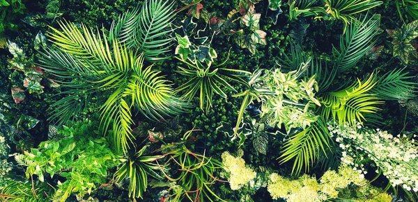 Planta Enredadera Verde Vid Hiedra Hojas Rojas Pared Para Fondo — Foto de Stock