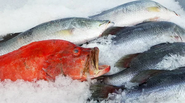 Frischer Roter Zackenbarsch Und Tilapia Frieren Auf Eis Fischmarkt Ein — Stockfoto