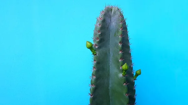Tutup Kaktus Hijau Dengan Bunga Atasnya Terisolasi Latar Belakang Pastel — Stok Foto