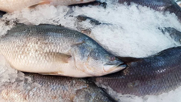 Muitos Fresco Seabass Asiático Seaperch Gigante Barramundi Prata Seaperch Congelamento — Fotografia de Stock