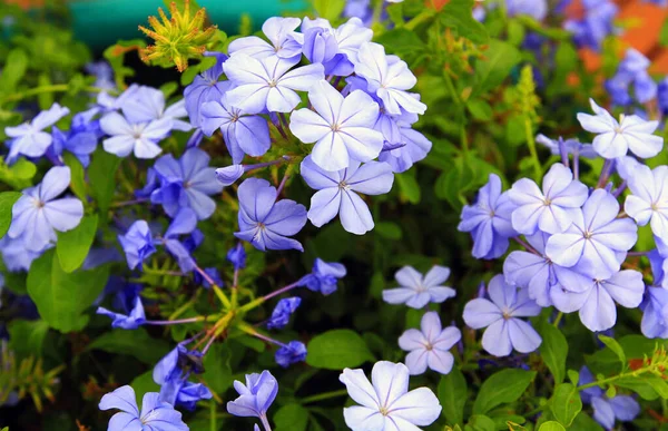 Vackra Blã Blommor Botaniska Blommar Med Grã Blad Blommig Trã — Stockfoto