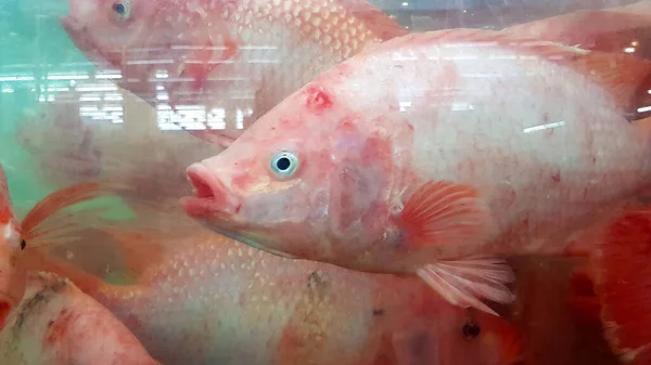 Close Many Fresh Tilapia Swimming Glass Cabinet Sale Seafood Market — 스톡 사진