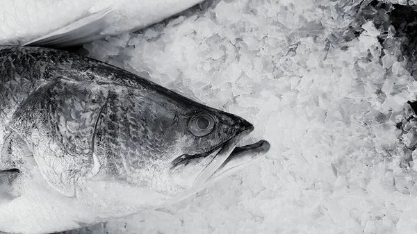 Frischer Asiatischer Seebass Riesenseeaal Barramundi Oder Silberseefisch Auf Eis Mit — Stockfoto