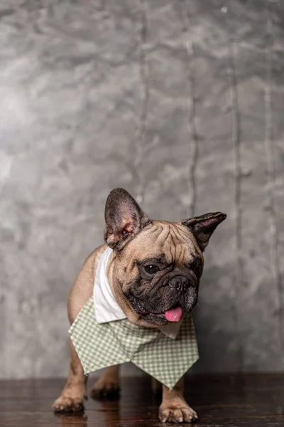 Fawn Γαλλικό Μπουλντόγκ Φορώντας Κολάρο Πουκάμισο Στέκεται Φόντο Σοφίτα Πορτρέτο — Φωτογραφία Αρχείου