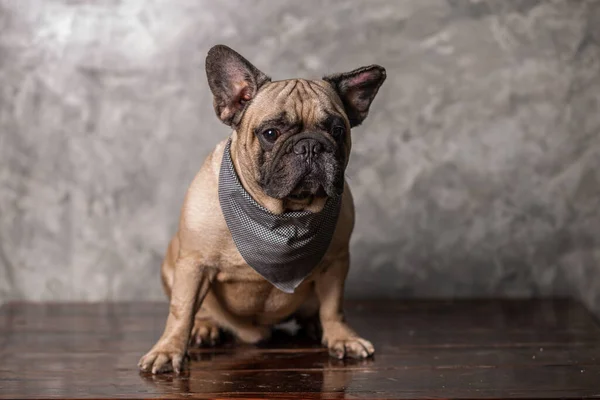 Adulto Fawn Francês Bulldog Vestindo Cachecol Sentado Com Fundo Parede — Fotografia de Stock