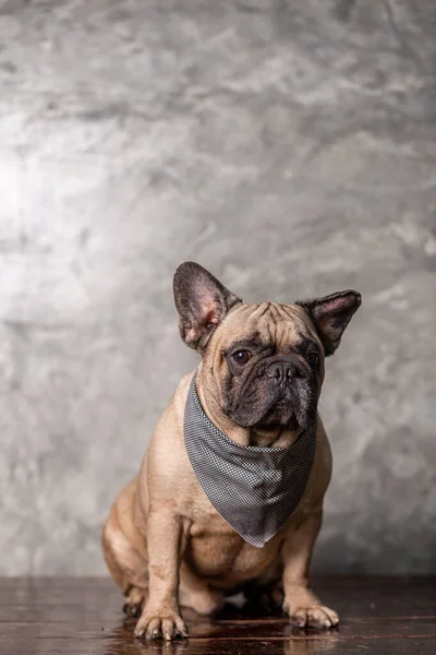 Adulto Fawn Francês Bulldog Vestindo Cachecol Sentado Com Fundo Parede — Fotografia de Stock