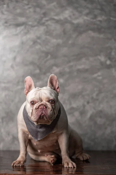 Adulto Creme Francês Bulldog Vestindo Cachecol Sentado Com Fundo Parede — Fotografia de Stock