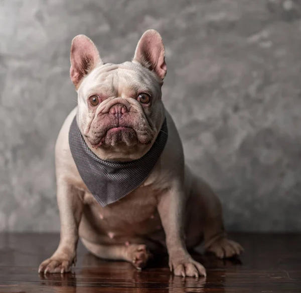 Adulto Creme Francês Bulldog Vestindo Cachecol Sentado Com Fundo Parede — Fotografia de Stock