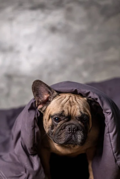 Bulldog Francês Fawn Envolto Cobertor Cama Bulldog Francês Bonito — Fotografia de Stock