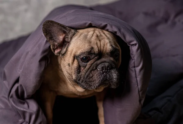 Bulldog Francese Fulvo Avvolto Una Coperta Sul Letto Carino Bulldog — Foto Stock