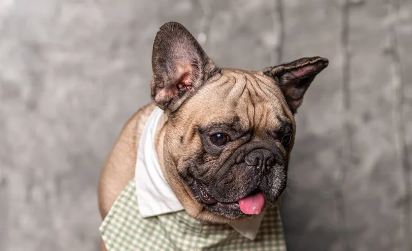 Bulldog Francese Fulvo Che Indossa Colletto Camicia Piedi Con Sfondo — Foto Stock