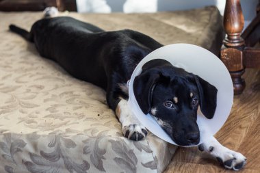 Mutsuz köpek yavrusu