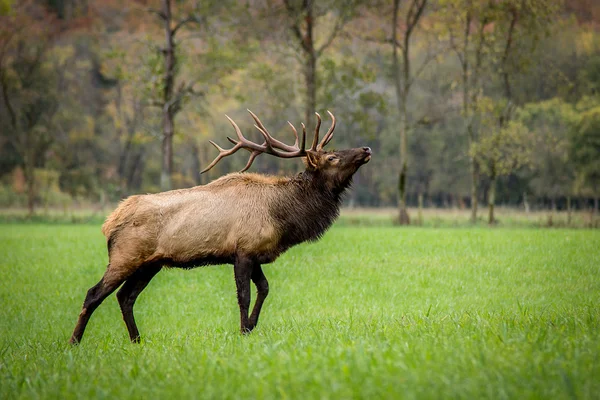 Trophy class Bull Elk — Stock Photo, Image