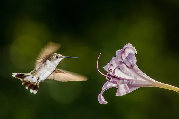 Humming.com — стоковое фото