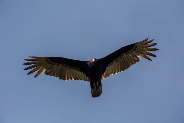 Buitre de pavo —  Fotos de Stock