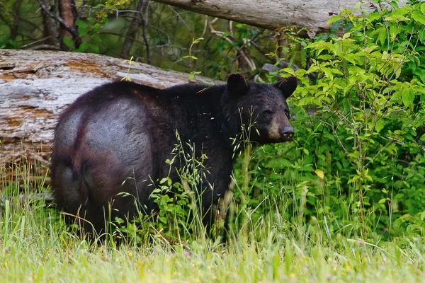 오래 된 블랙 곰 — 스톡 사진