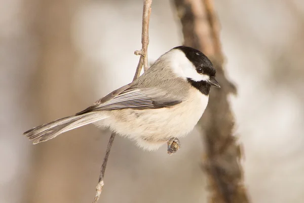 Chickadee — Stockfoto