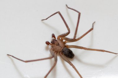 Brown Recluse Spider clipart