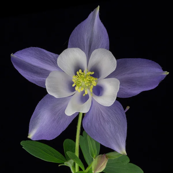 Columbine fleur — Photo