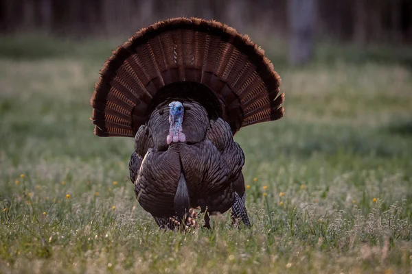 Wild turkey — Stockfoto