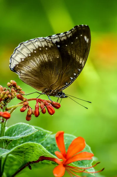 Butterfly on a flower — Stock Photo, Image