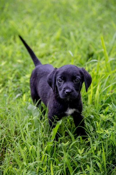 Black Lab cachorros —  Fotos de Stock