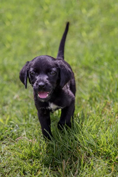 Black Lab pupies — Zdjęcie stockowe