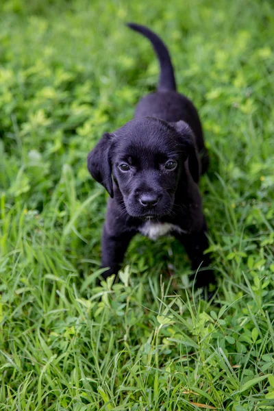 Black Lab cachorros —  Fotos de Stock