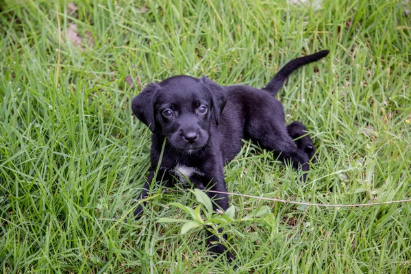 Black Lab pupies — Stock Photo, Image