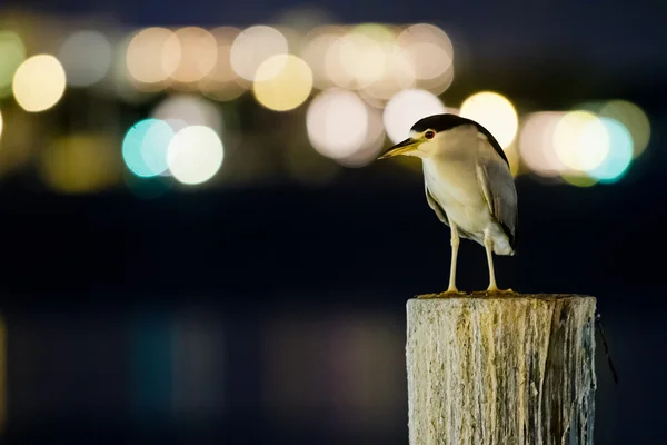 Night Heron on Pier — Stock Photo, Image