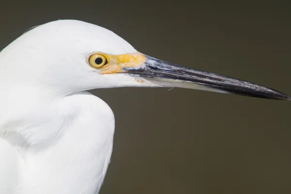 Snowy egret — Stockfoto