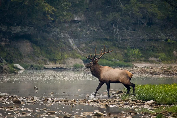 Trofej třídy Bull Elk Stock Snímky