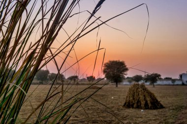 Gökyüzü ve Ağaçlarla Büyüleyici Günbatımı