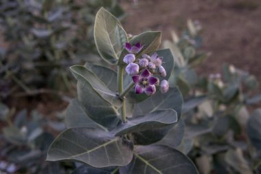Çöl planını uygula.