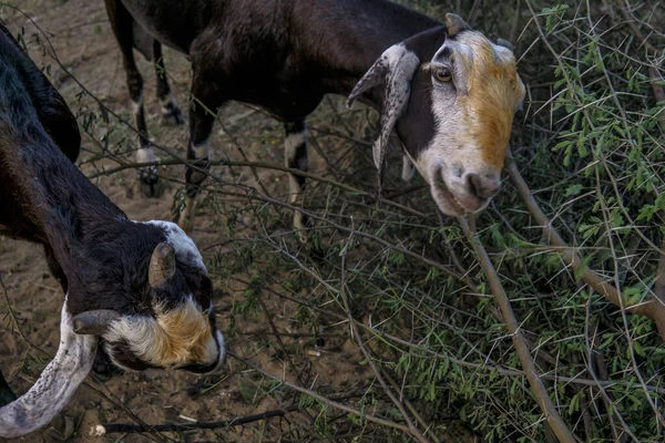 Pâturage Des Chèvres Sur Les Champs — Photo